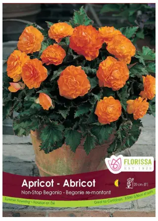 Non-Stop Begonia- Apricot
