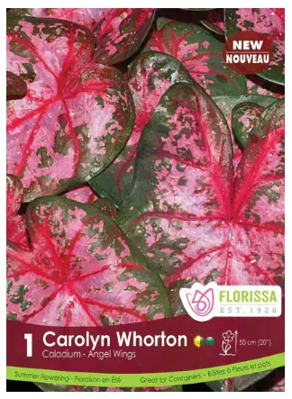 Carolyn Whorton Caladium Bulbs (1 pack)