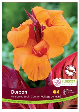 Durban Canna Lily bulbs (1 pack)