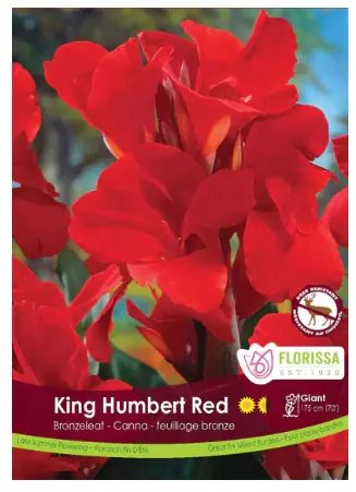 Red King Humbert Canna Lily bulbs (1 pack)
