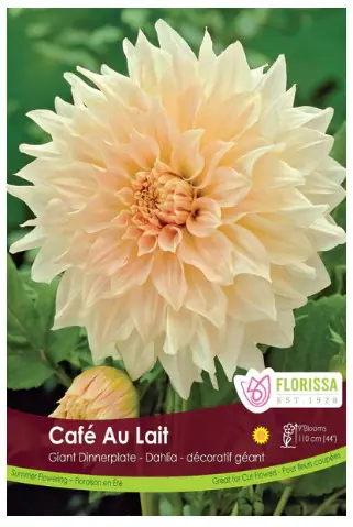 Cafe Au Lait Rose Dinnerplate Dahlia Bulbs (1 pack)