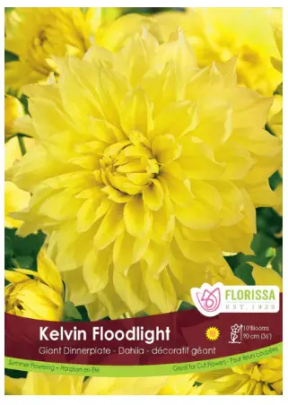 Kelvin Floodlight Dinnerplate Dahlia Bulbs (1 pack)