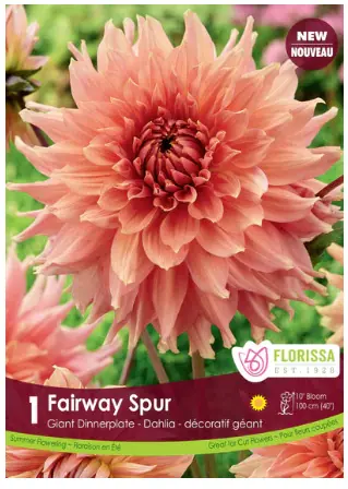 Fairway Spur Dinnerplate Dahlia Bulbs (1 pack)