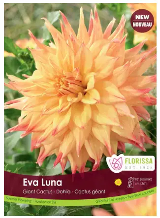 Eva Luna Dinnerplate Dahlia Bulbs (1 pack)