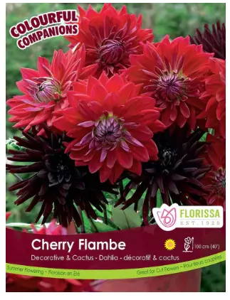 Cherry Flambe Dahlia Bulbs (3 pack)
