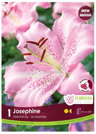 'Josephine' Oriental Lily Bulbs (1 per pack)