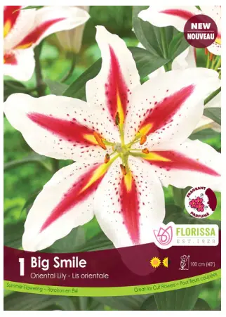 'Big Smile' Oriental Lily Bulbs (1 per pack)