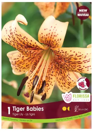 Tiger Babies Novelty Tiger Lily Bulbs (1 pack)