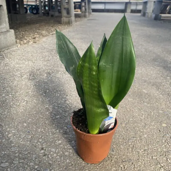Snake Plant 'Black Dragon' (Sansevieria trifasciata) - Image 2