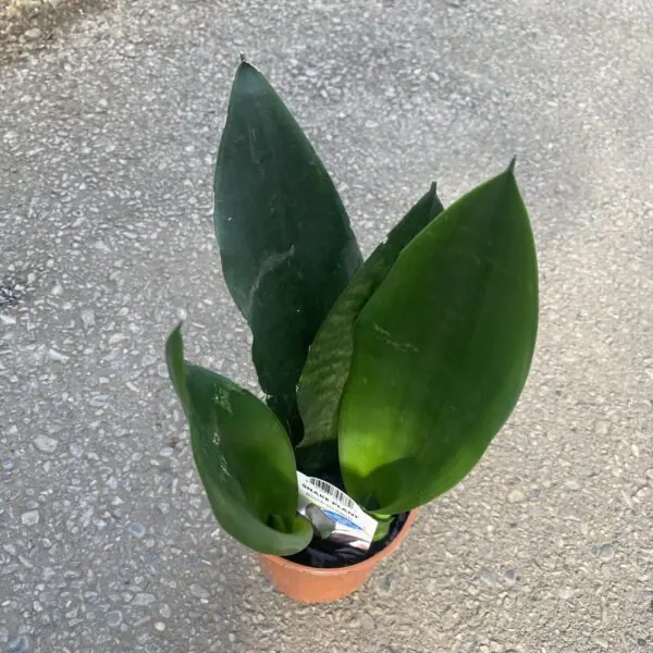 Snake Plant 'Black Dragon' (Sansevieria trifasciata)