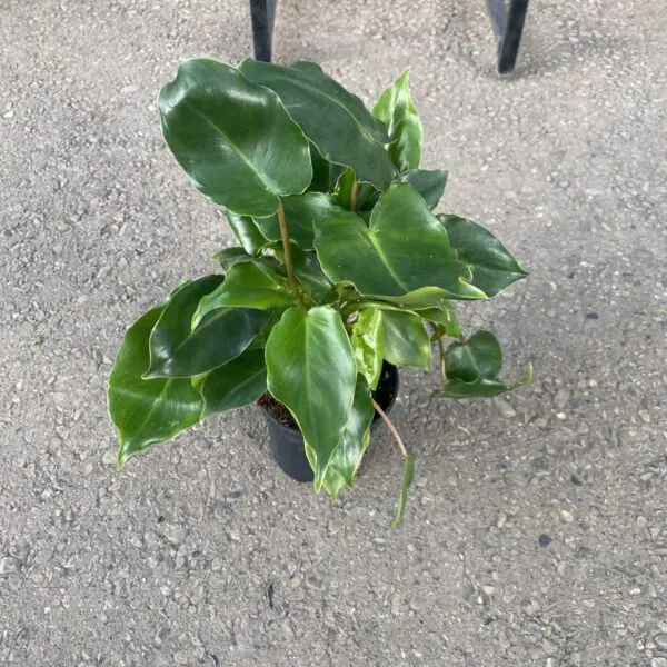 Philodendron Burle Marx (Philodendron imbe) - Image 2
