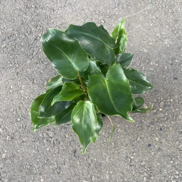 Philodendron Burle Marx (Philodendron imbe)