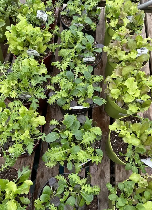 Gourmet Lettuce Bowls - Veggies