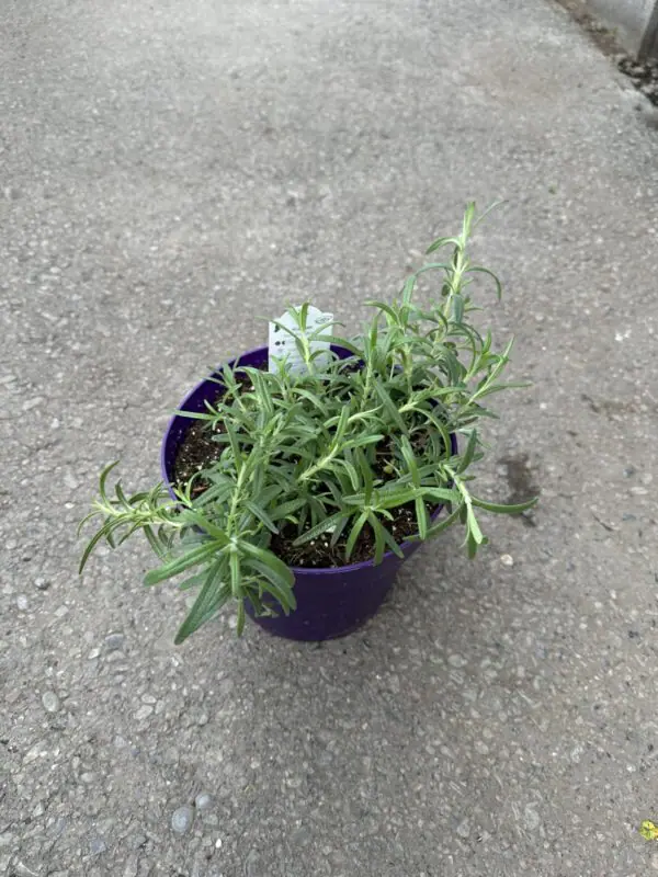 Large Rosemary Plants - Culinary Herbs
