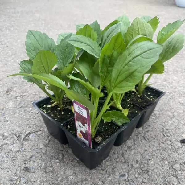 Aster (Bedding Packs)