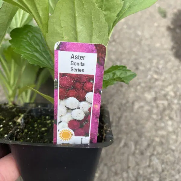 Aster (Bedding Packs) - Image 2
