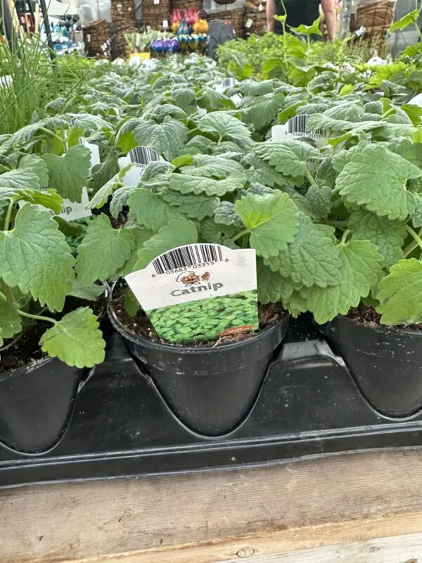 Catnip Plants - Culinary Herbs