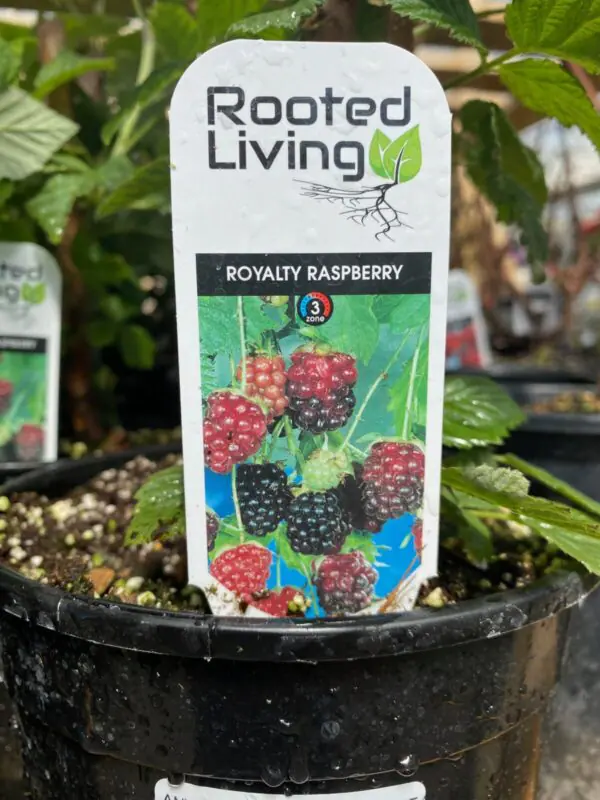 Royalty Raspberry Bush - 1 gallon perennials