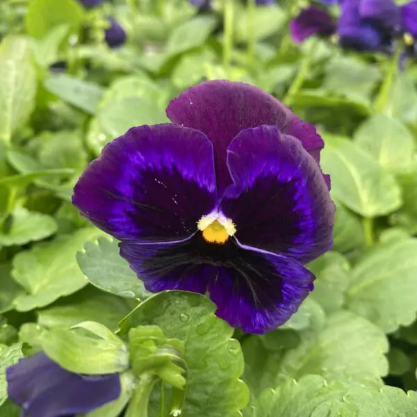 Pansy/Pansies (Bedding Packs) - Image 2