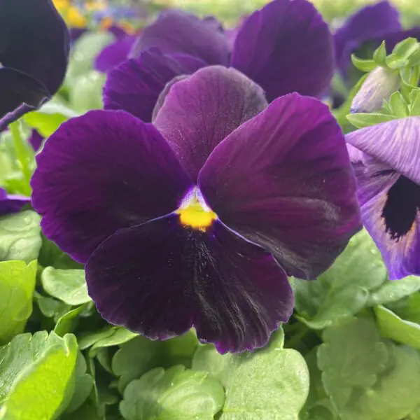 Pansy/Pansies (Bedding Packs) - Image 4