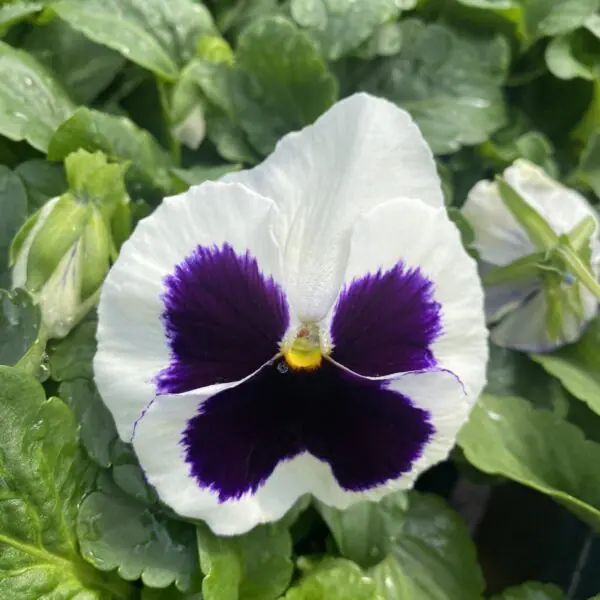 Pansy/Pansies (Bedding Packs) - Image 5