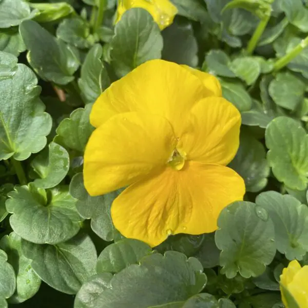 Pansy/Pansies (Bedding Packs) - Image 3