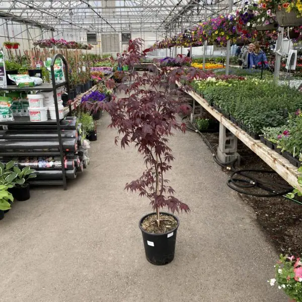 Bloodgood Japanese Maple - Trees & Shrubs