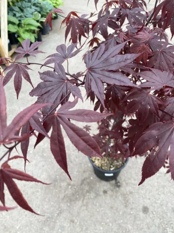 Bloodgood Japanese Maple - Trees & Shrubs - Image 3