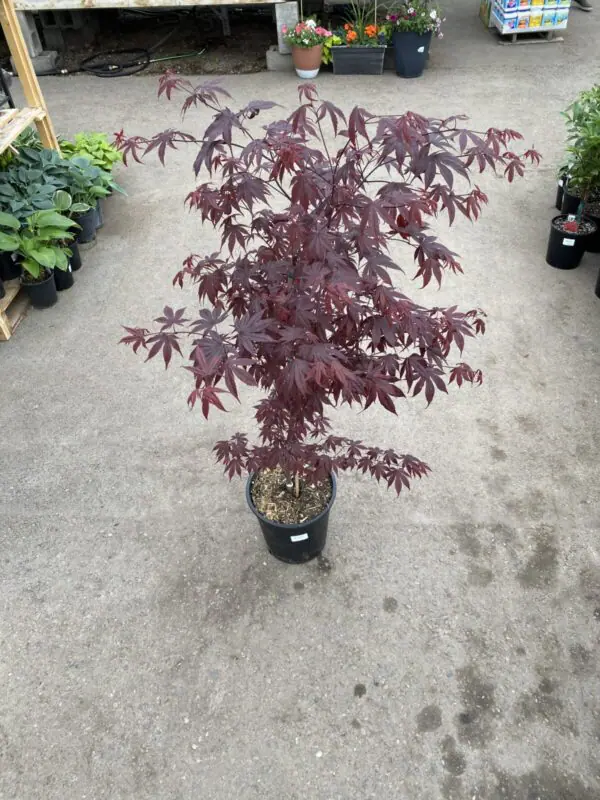 Bloodgood Japanese Maple - Trees & Shrubs - Image 2