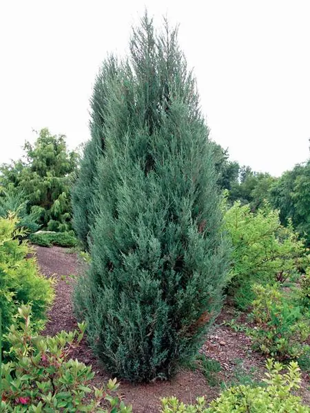 Blue Arrow Juniper - Trees & Shrubs