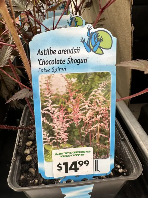 False Spirea - Pond & Water Plants