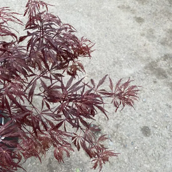 Red Dragon Japanese Maple - Trees & Shrubs - Image 3