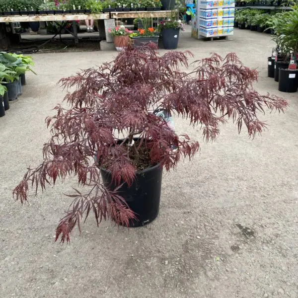Red Dragon Japanese Maple - Trees & Shrubs
