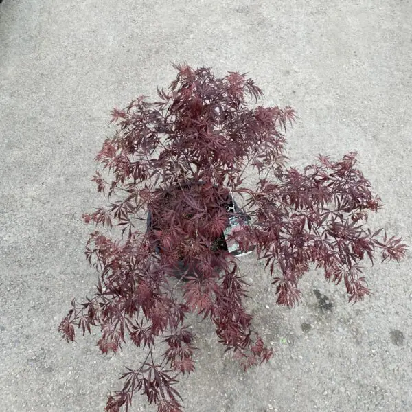 Red Dragon Japanese Maple - Trees & Shrubs - Image 2