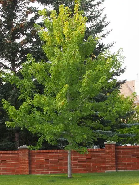 Autumn  Blaze Maple - Trees & Shrubs