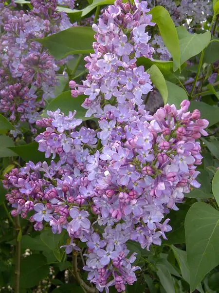 Common Purple Lilac - Trees & Shrubs