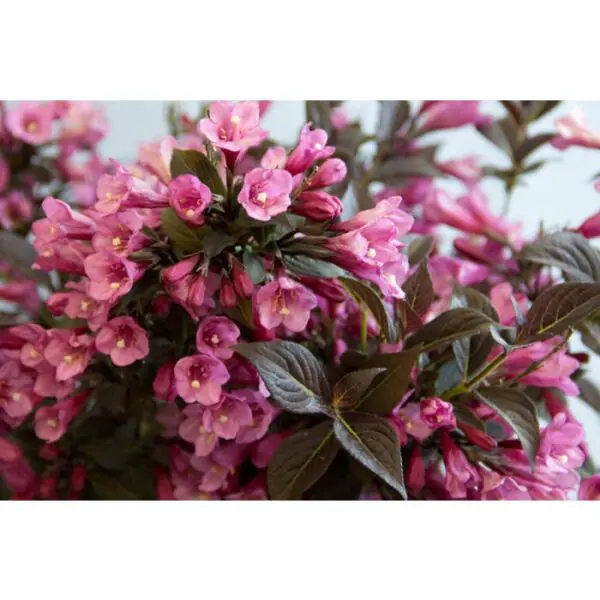 Date Night Stunner Weigela- Trees & Shrubs