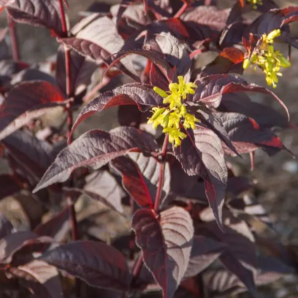 Firefly Nightglow Honeysuckle Bush - Trees & Shrubs