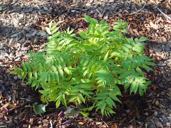 Matcha Ball False Spirea - Trees & Shrubs