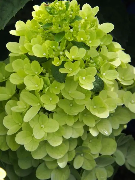Moonrock Hydrangea - Trees & Shrubs