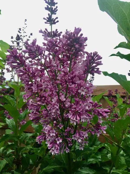 Royalty Preston Lilac - Trees & Shrubs