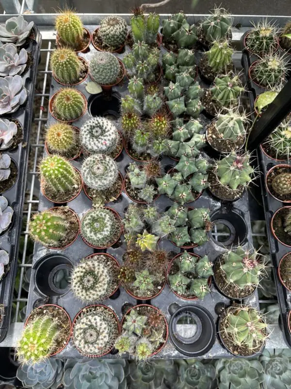 Assorted 2.5" Cactus