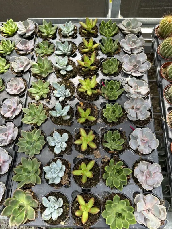 Assorted 2.5" Succulents