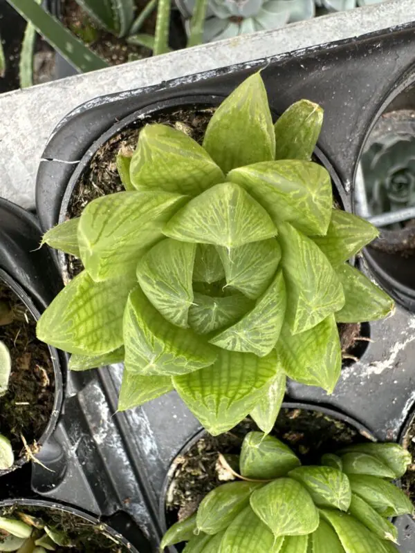 Haworthia 'Cooperi' -  Tropicals/Houseplants