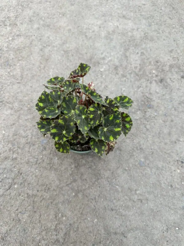 Begonia  'Tiger Paws'