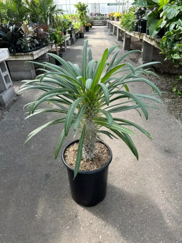 Madagascar Palm- Tropicals/Houseplants