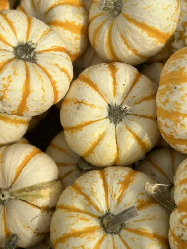 Baby White Striped Decorative Pumpkins - Fall Seasonal