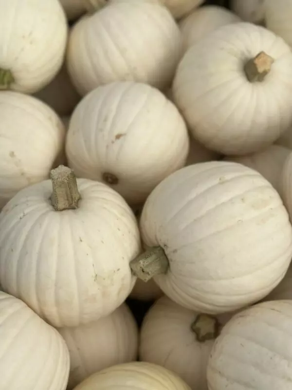 Baby White Decorative Pumpkins - Fall Seasonal