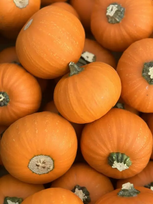 Baby Orange Decorative Pumpkins - Fall Seasonal