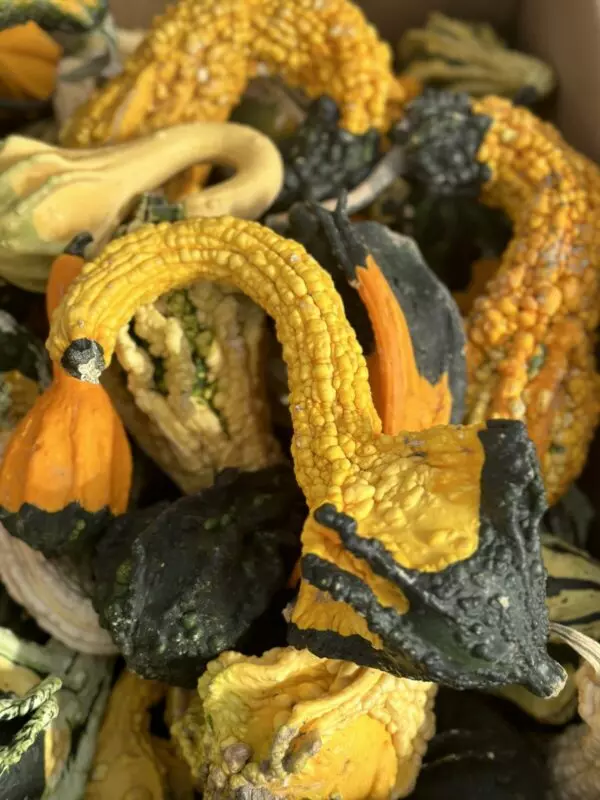 Assorted Decorative Gourds- Fall Seasonal
